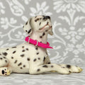 1:24 Dog Collar